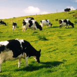 Nam châm giúp bò giảm chứng viêm màng ruột